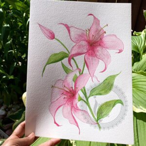 Stargazer Lily